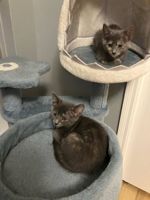 BROOKE - Dilute Tortoiseshell available for adoption