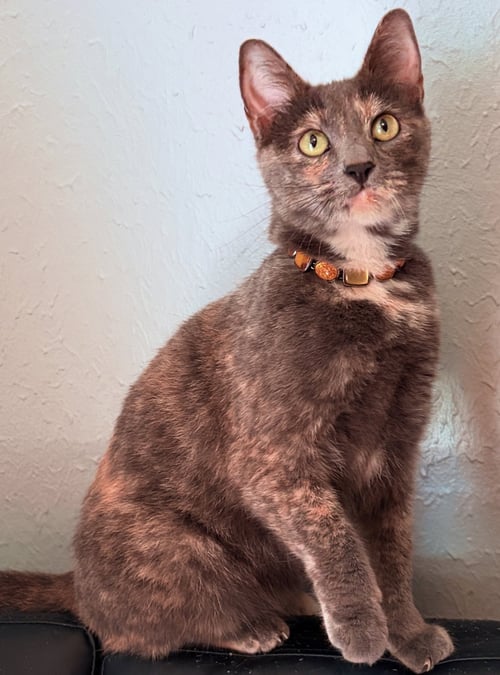 BROOKE - Dilute Tortoiseshell for adoption in Houston
