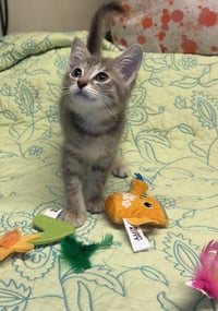 Milo - Photo 3