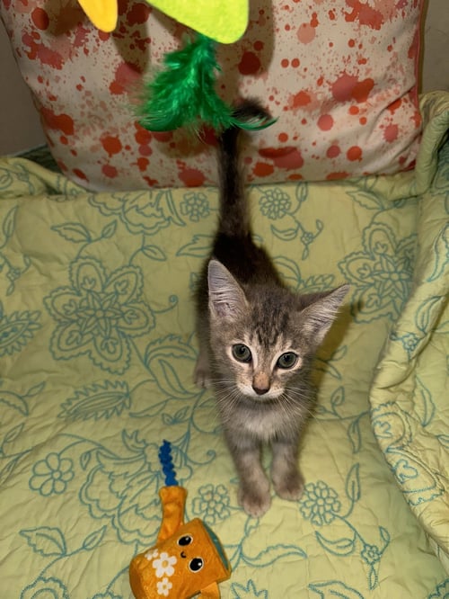 MILO - Domestic Short Hair available for adoption
