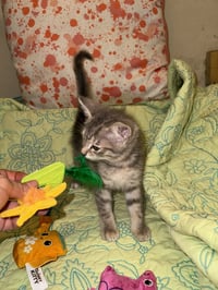 Milo - Photo 4