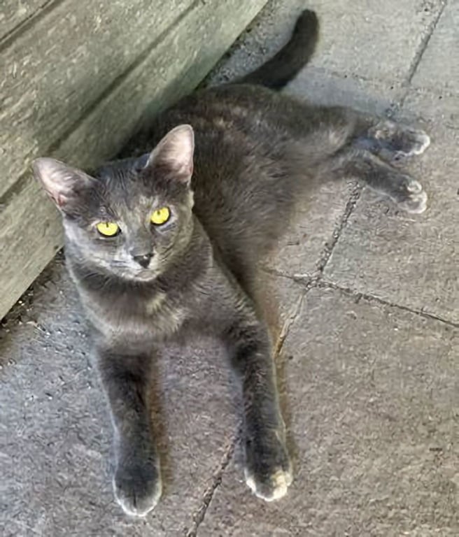 Astrid Image