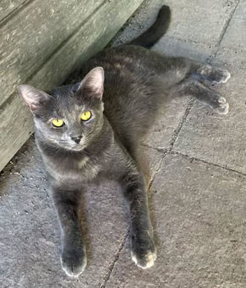 ASTRID - Dilute Tortoiseshell for adoption in Houston