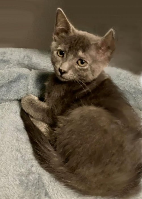 ASTRID - Dilute Tortoiseshell available for adoption