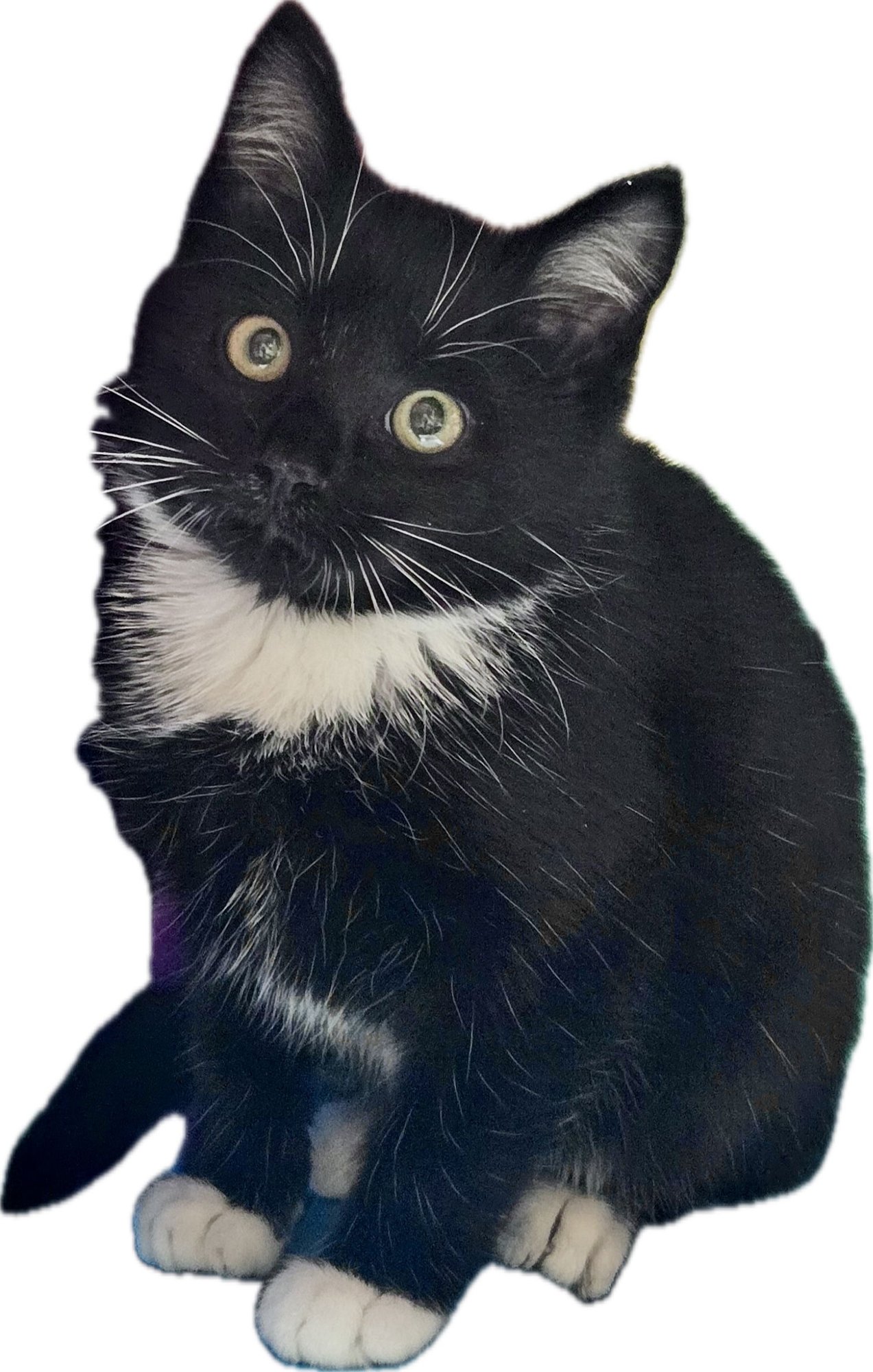 ROCKET - Domestic Medium Hair available for adoption