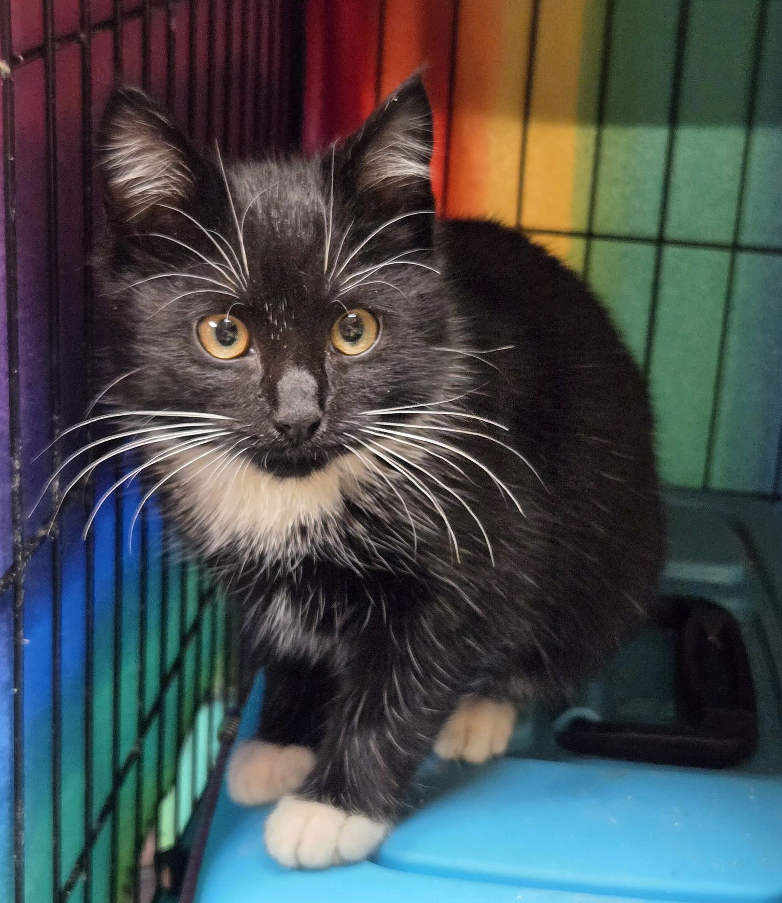 ROCKET - Domestic Medium Hair available for adoption