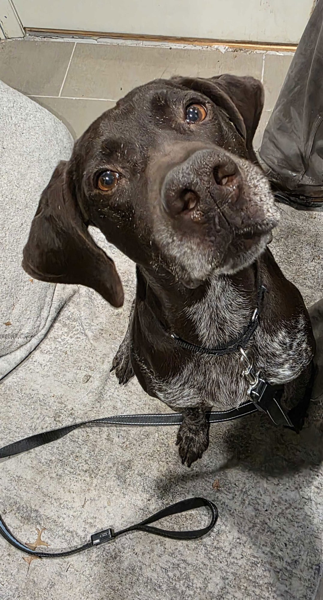 FLETCHER - German Shorthaired Pointer available for adoption