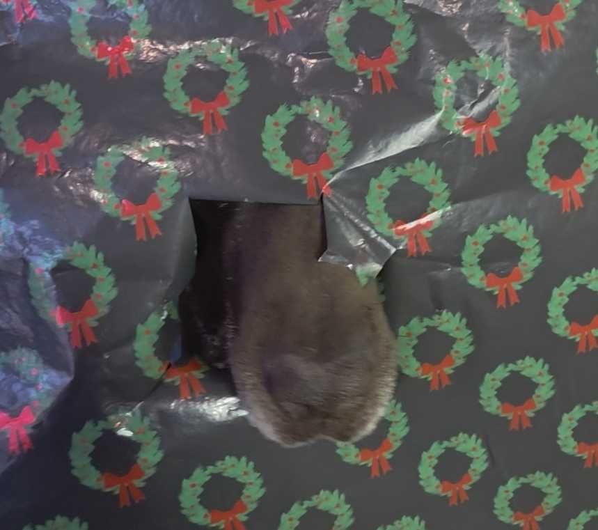 FLETCHER - German Shorthaired Pointer available for adoption