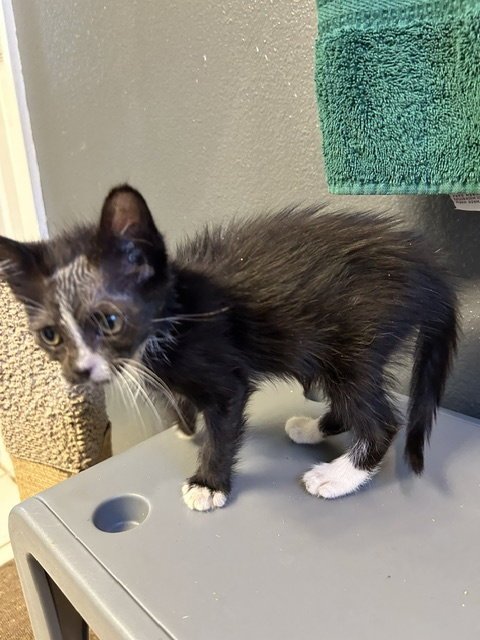 INGRID - Domestic Medium Hair available for adoption