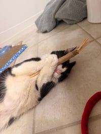 Midnight - Photo 3