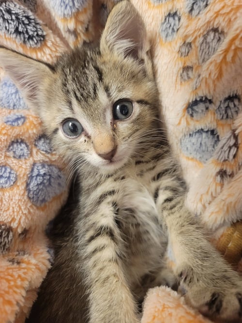 BELLA