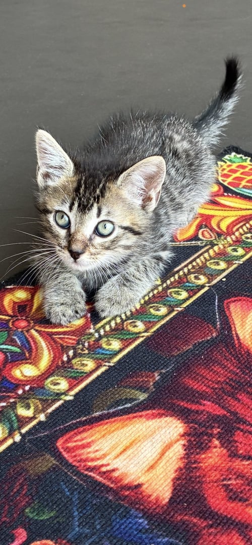 ALADDIN