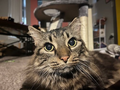 RUBY - Maine Coon for adoption in Orlando