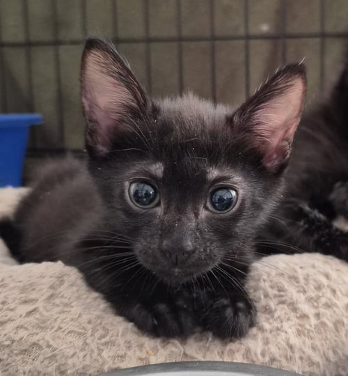 MILLS - Domestic Short Hair for adoption in Orlando
