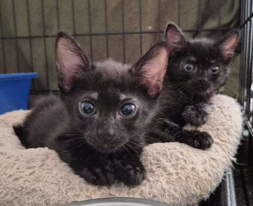 MILLS - Domestic Short Hair available for adoption