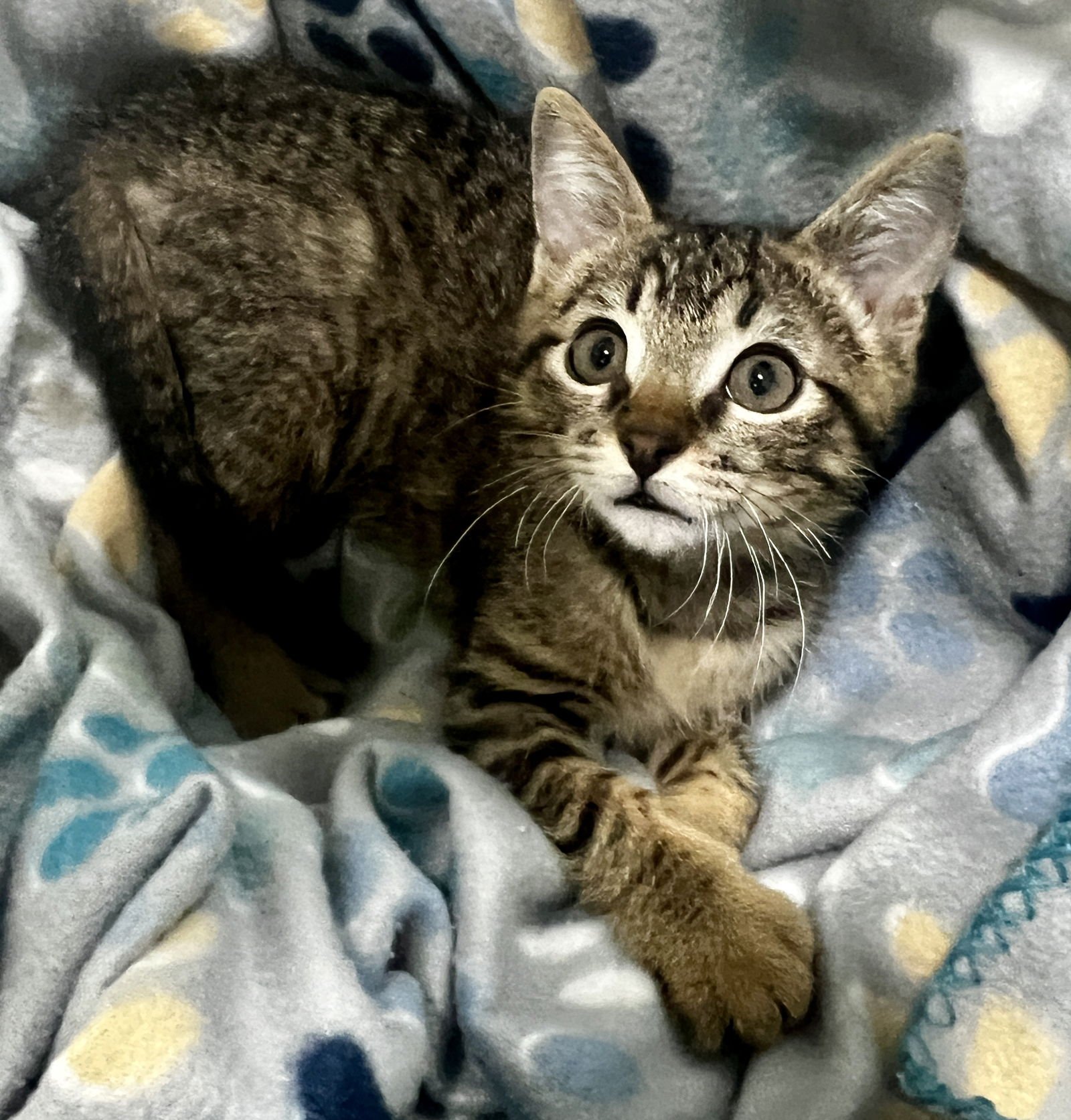 ROCKY - Tabby available for adoption