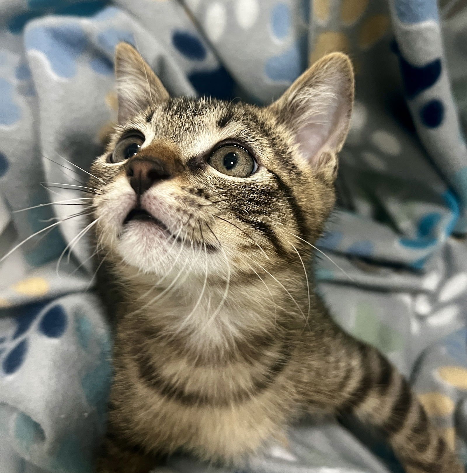 ROCKY - Tabby available for adoption