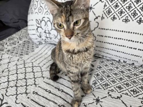 MAMMA MIA - Domestic Short Hair available for adoption