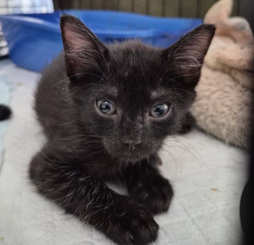 BOON - Domestic Short Hair for adoption in Orlando