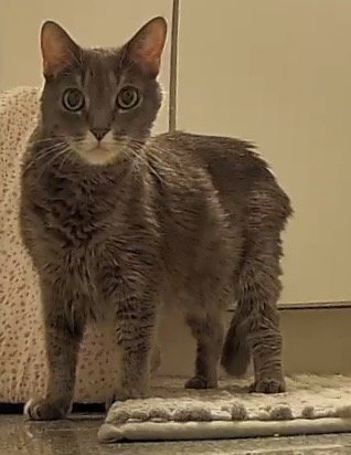 PIXIE - Domestic Medium Hair available for adoption