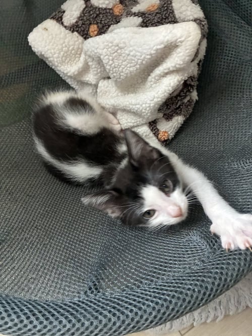 WILLA. AKA SKUNK