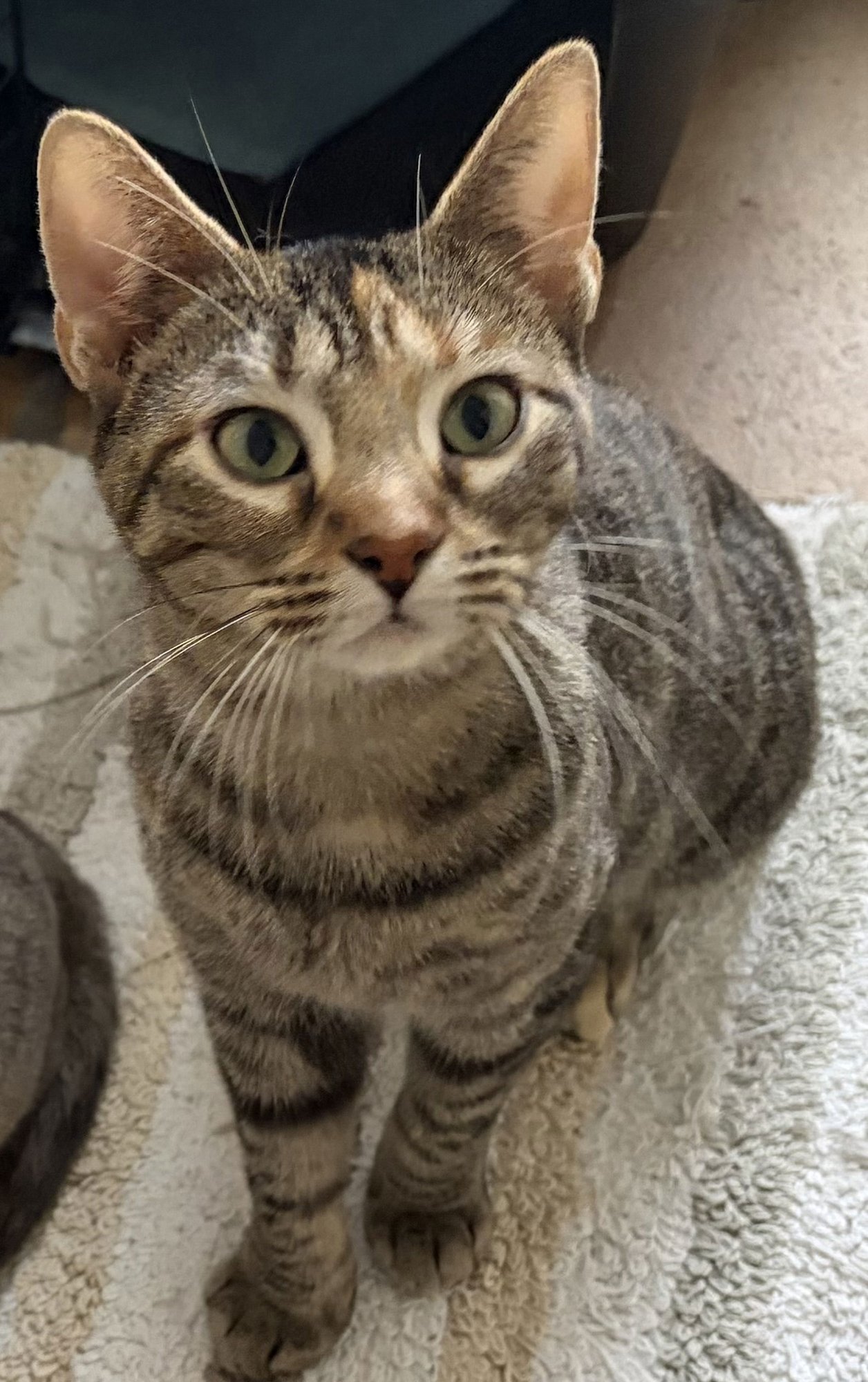 FREYA - American Shorthair for adoption in Orlando