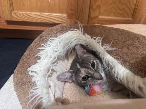 VICTORIA - Domestic Short Hair for adoption in Orlando