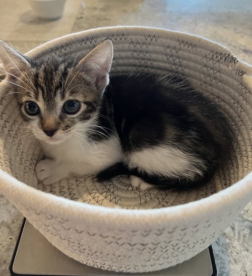 NESSIE - Tabby available for adoption