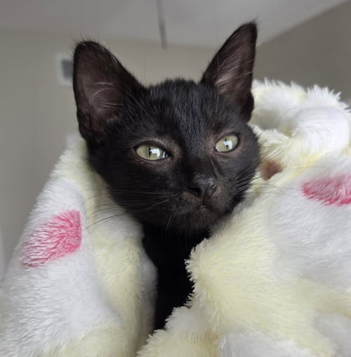 CAPTAIN HASTINGS - Domestic Short Hair for adoption in Orlando