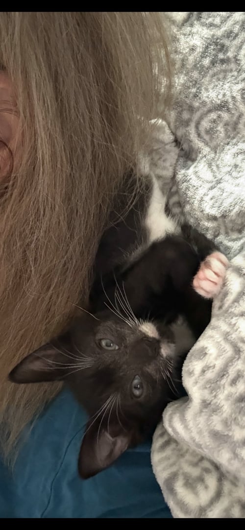 WEEBLE - American Shorthair for adoption in Orlando