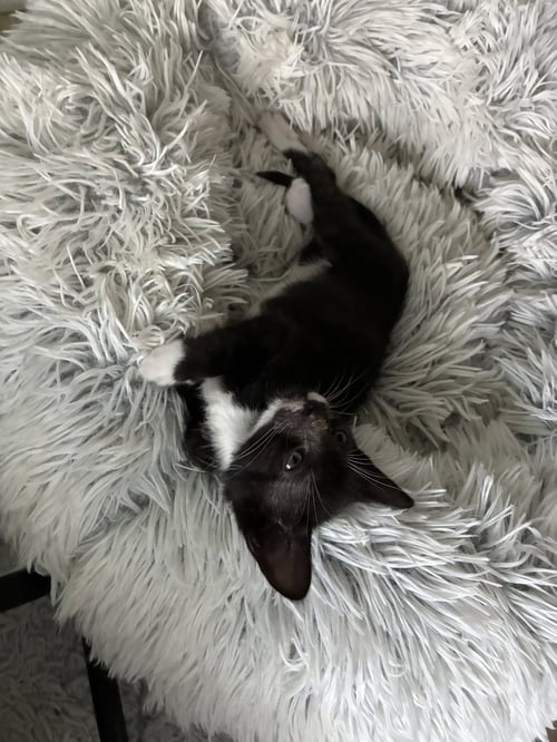 WEEBLE - American Shorthair available for adoption
