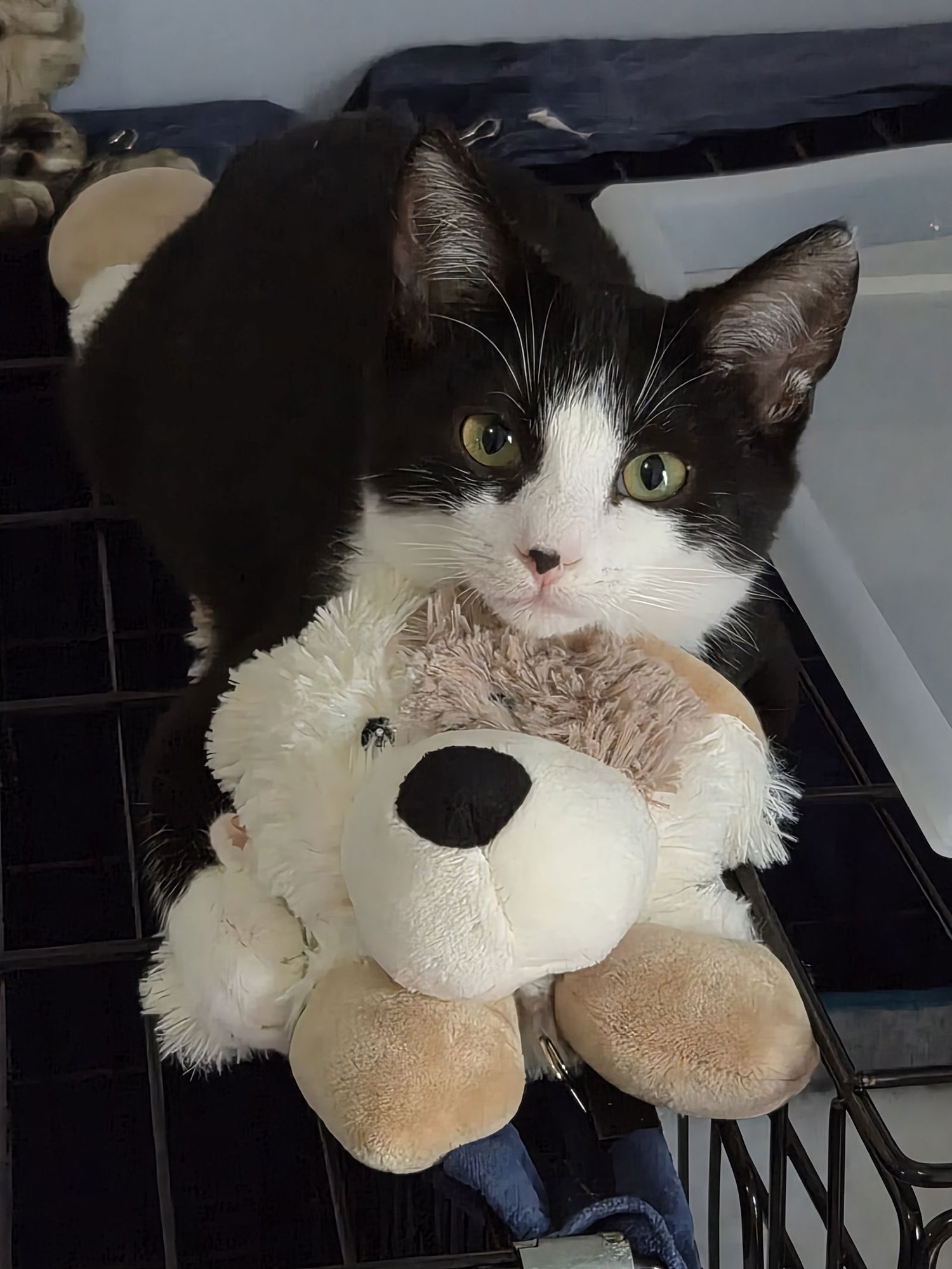 MAX - Domestic Short Hair available for adoption