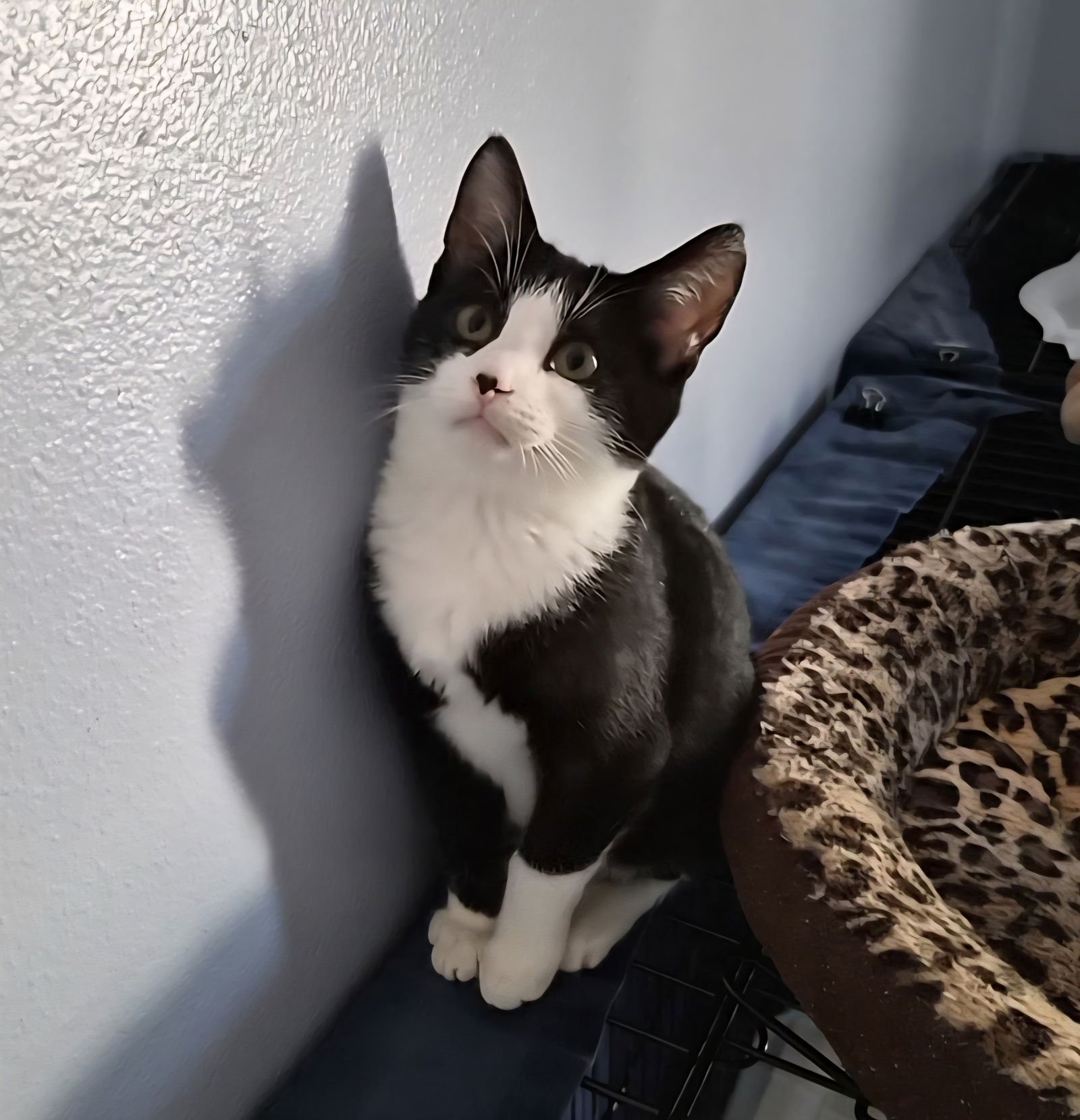 MAX - Domestic Short Hair available for adoption