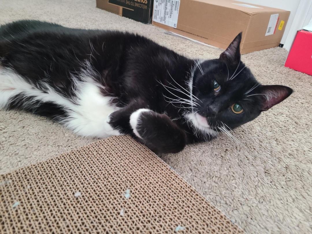 RAVEN - Tuxedo available for adoption