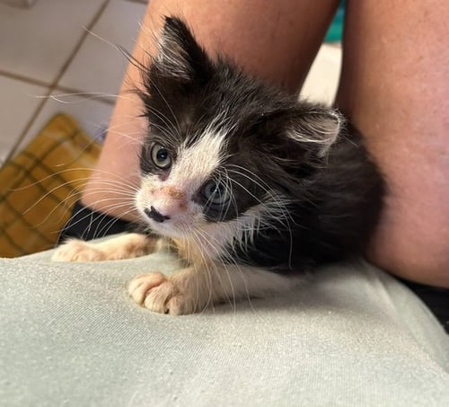 BUSTER - Domestic Medium Hair available for adoption