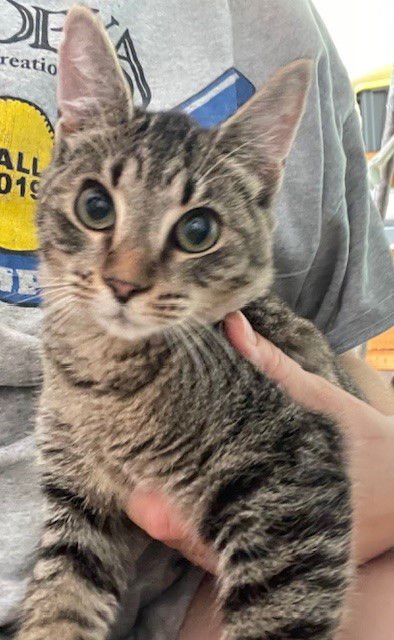 AUTUMN - Domestic Short Hair available for adoption