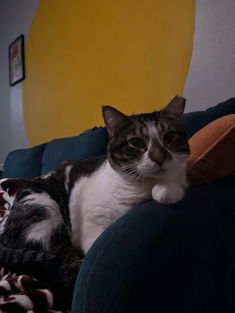 POPPY - Domestic Short Hair available for adoption