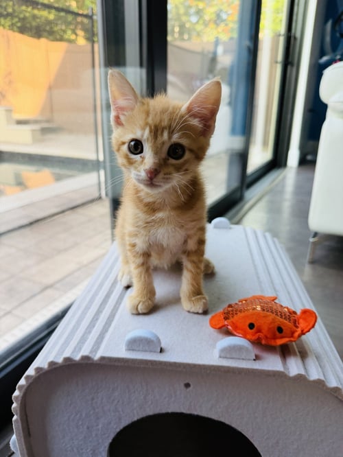 FIESTA - Domestic Short Hair for adoption in Orlando