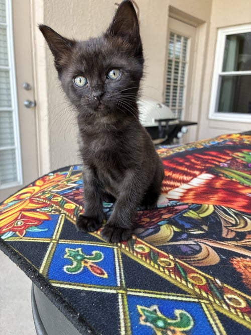 TREASURE - American Shorthair for adoption in Orlando