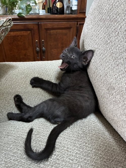 WILLEE WONKA - Domestic Short Hair available for adoption