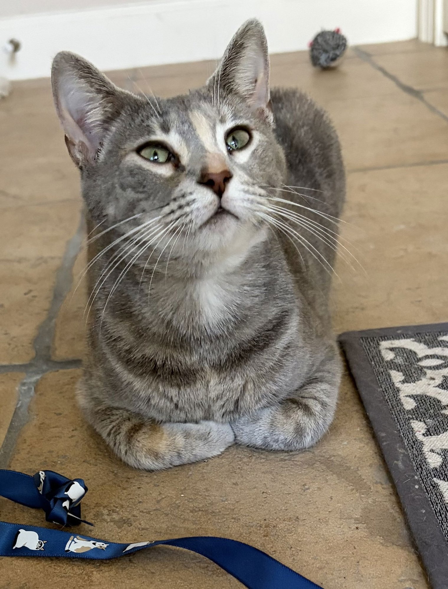 FRANKIE - Calico for adoption in Orlando