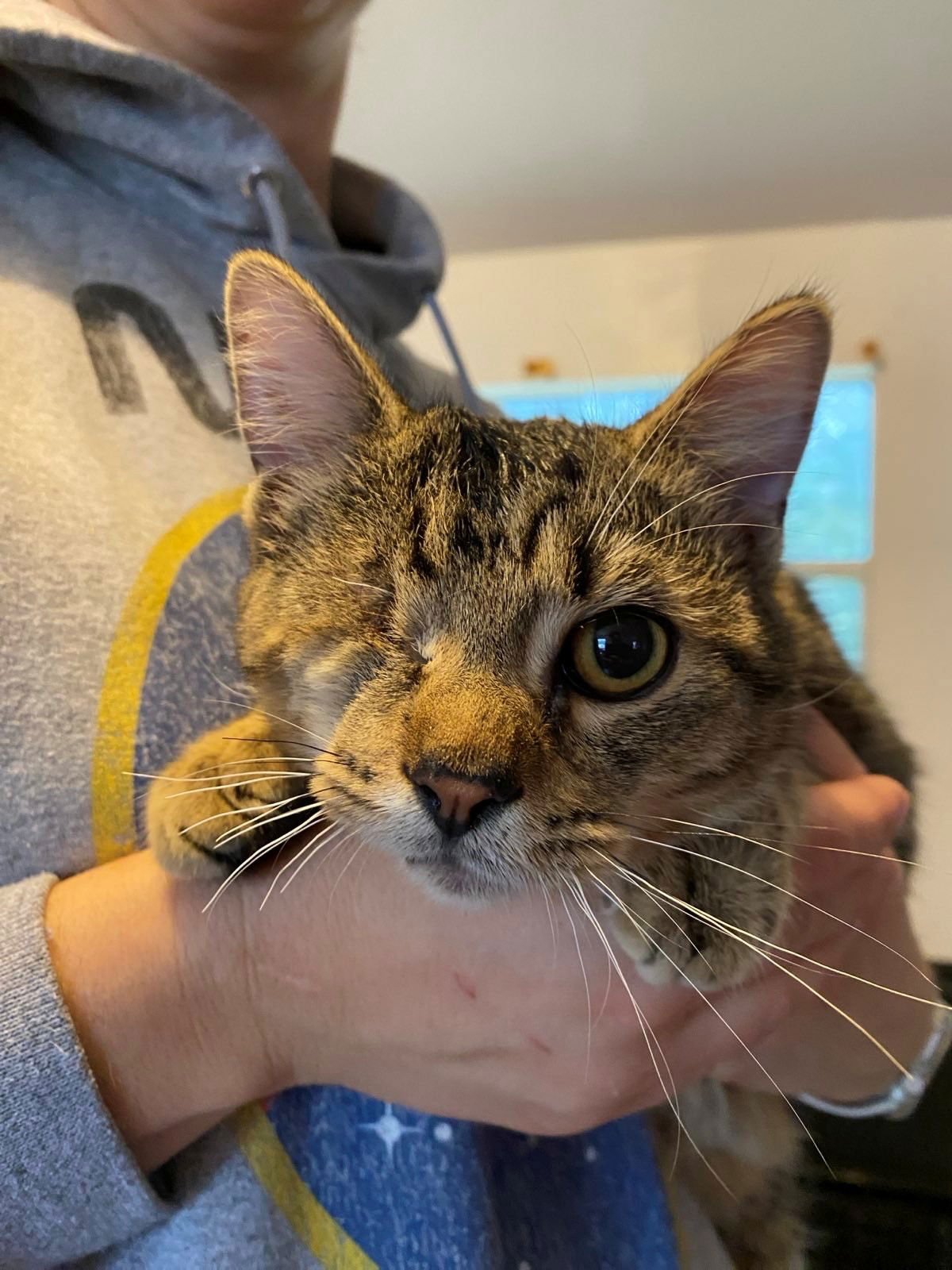 BOBCAT - Domestic Short Hair available for adoption