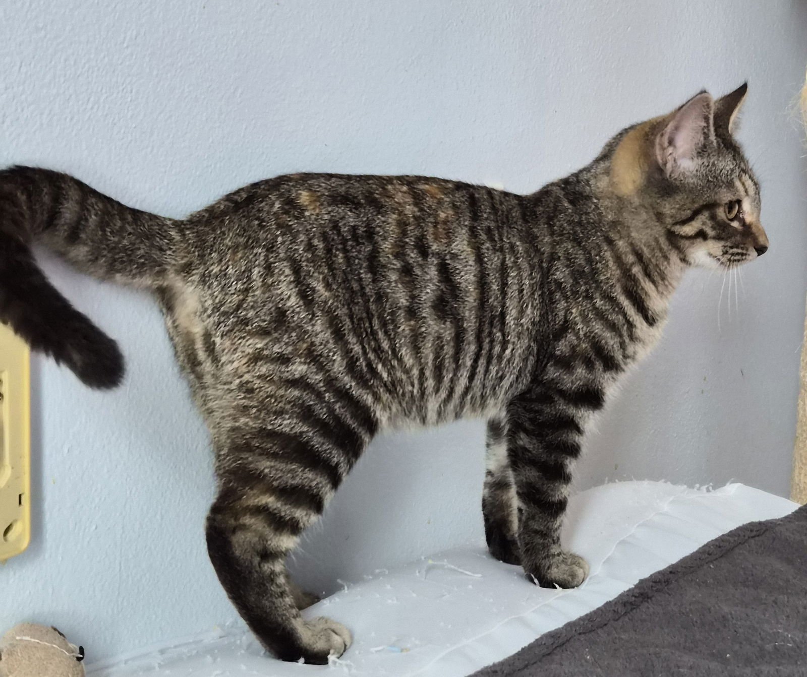 KATE - Domestic Short Hair available for adoption