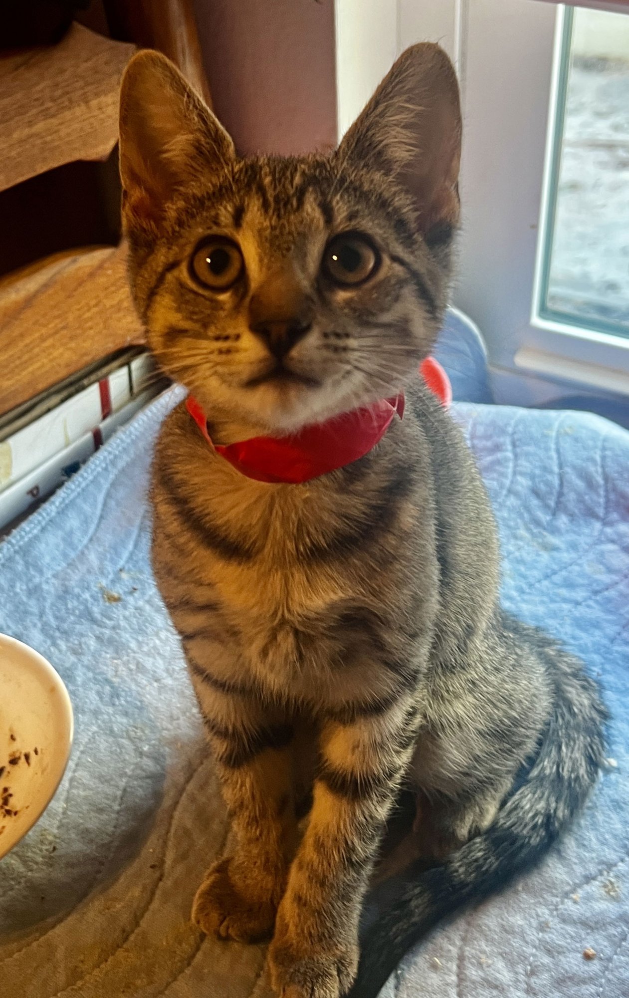 DANCER - Tabby available for adoption