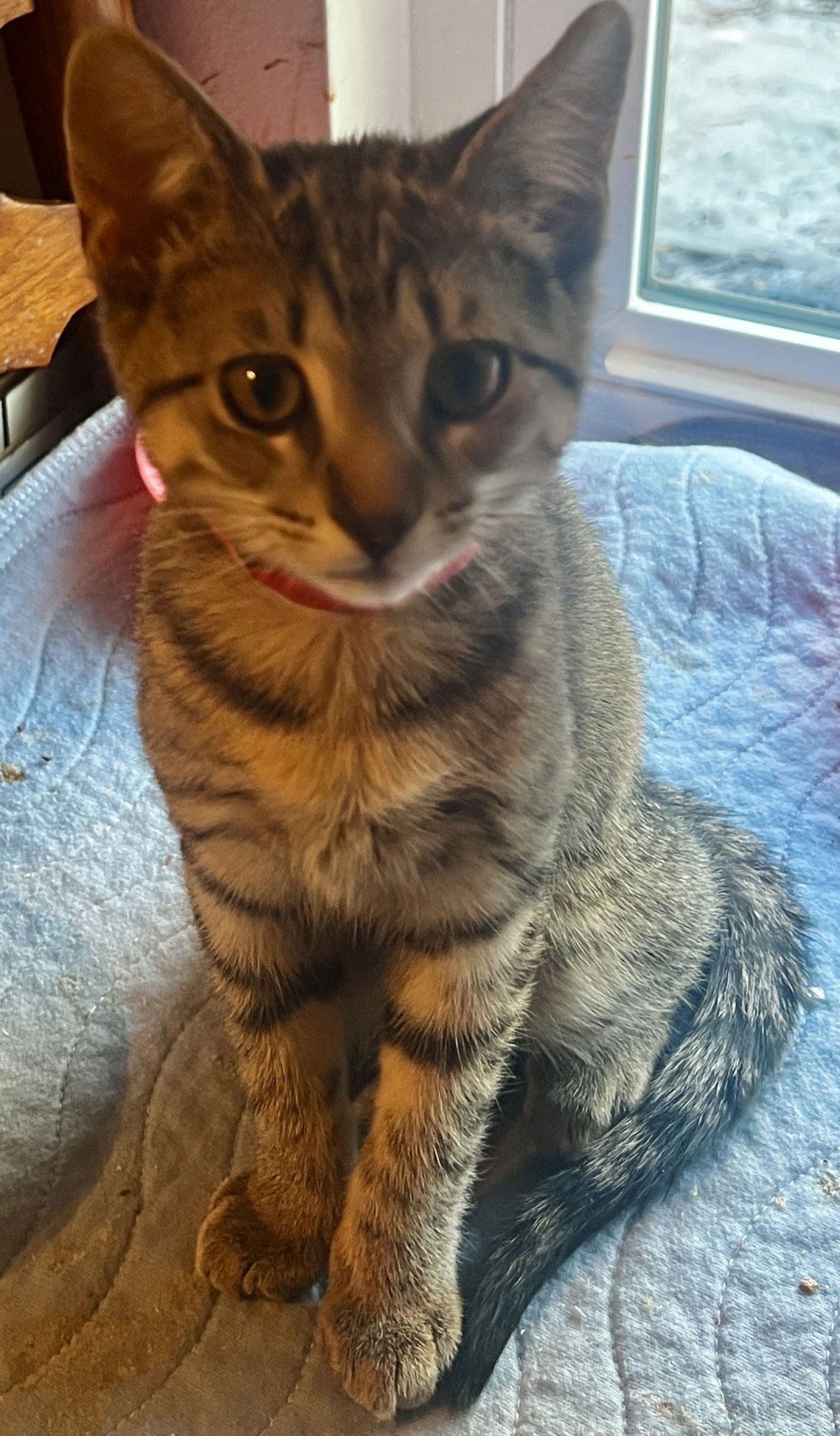 DANCER - Tabby available for adoption