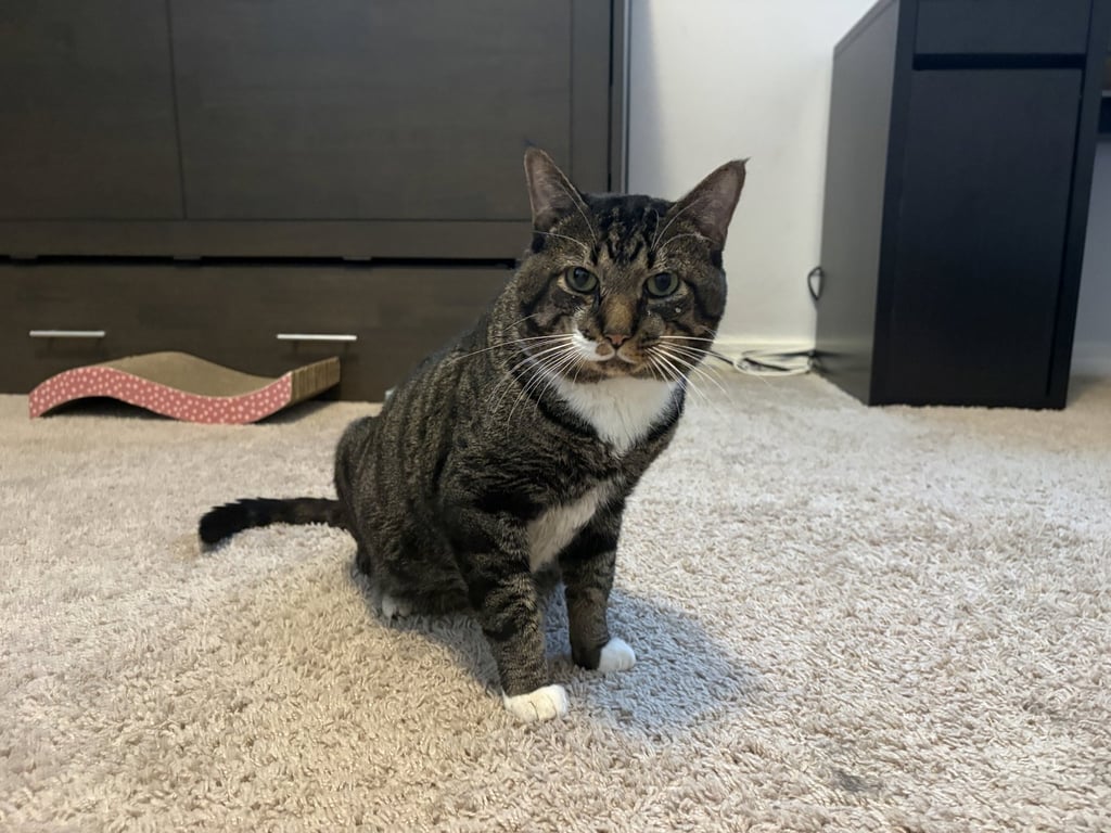 Twix Image
