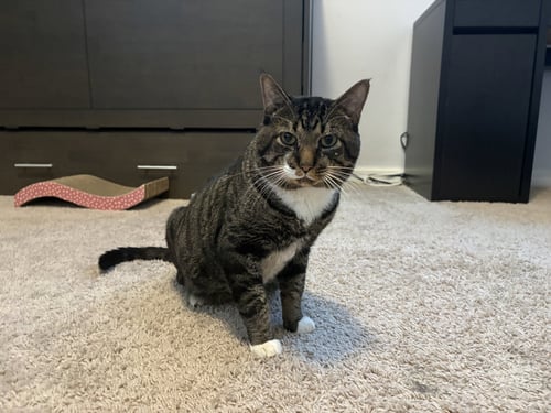 TWIX - Tabby for adoption in Orlando