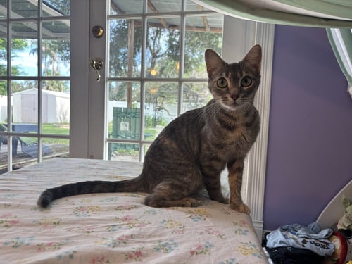 UNICORN - Domestic Short Hair for adoption in Orlando