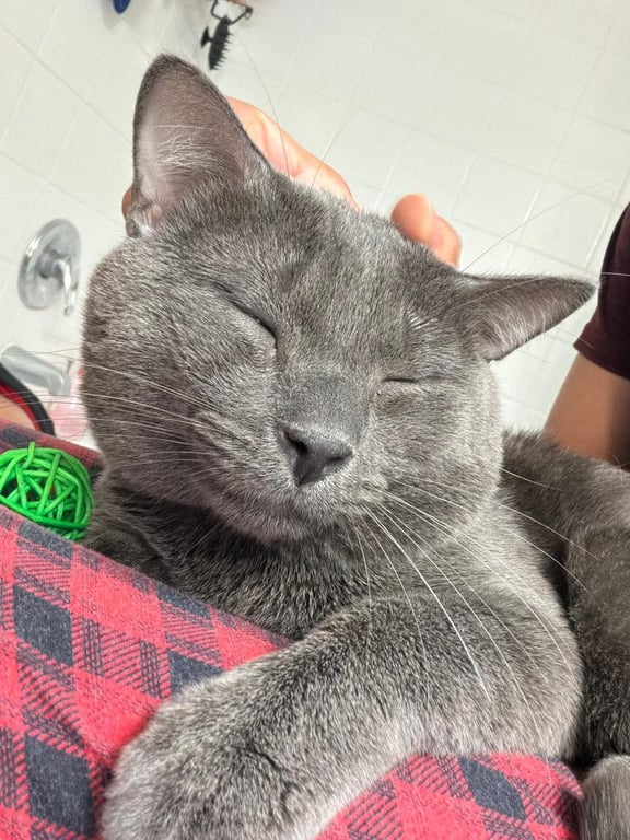 Mr. Whiskers Image