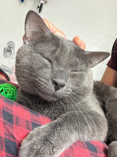 MR. WHISKERS - Domestic Short Hair for adoption in Orlando